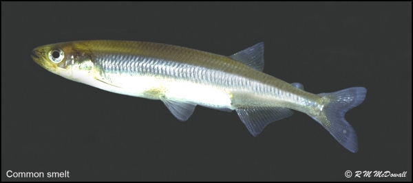 Common smelt-silvery