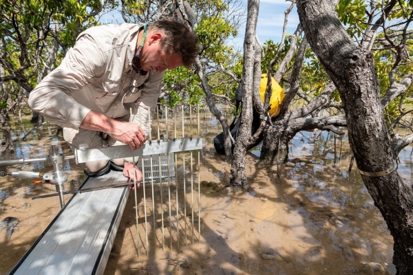 Scientist in muddy coastal wetland measuring change in elevation of wetland sediments