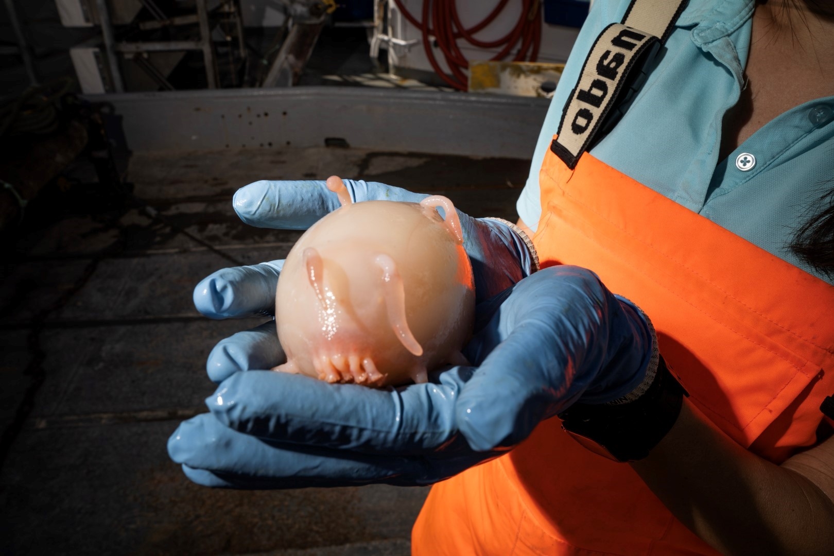 Taxonomist holding a deep sea holothuroid also known as a sea pig.