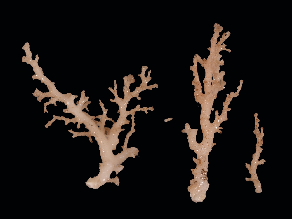 A potential new species of lace coral (Stylasteridae: Lepidotheca)