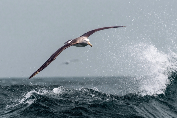Albatross Cook Strait