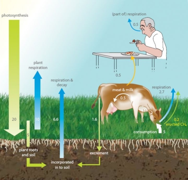 Infographic: Movement of carbon in pastoral agriculture