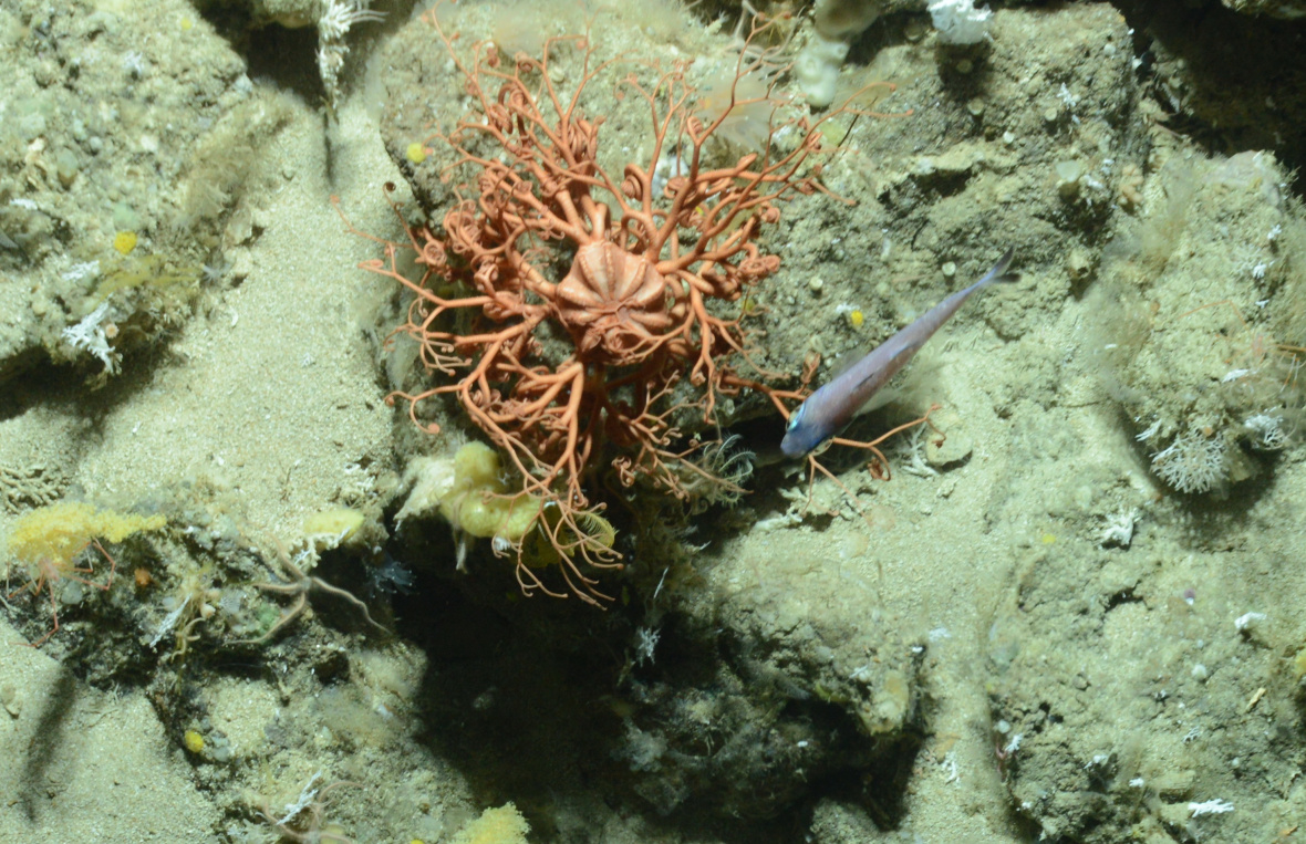 Gorgonocephalus sp. (Gorgons head basket star).png | NIWA