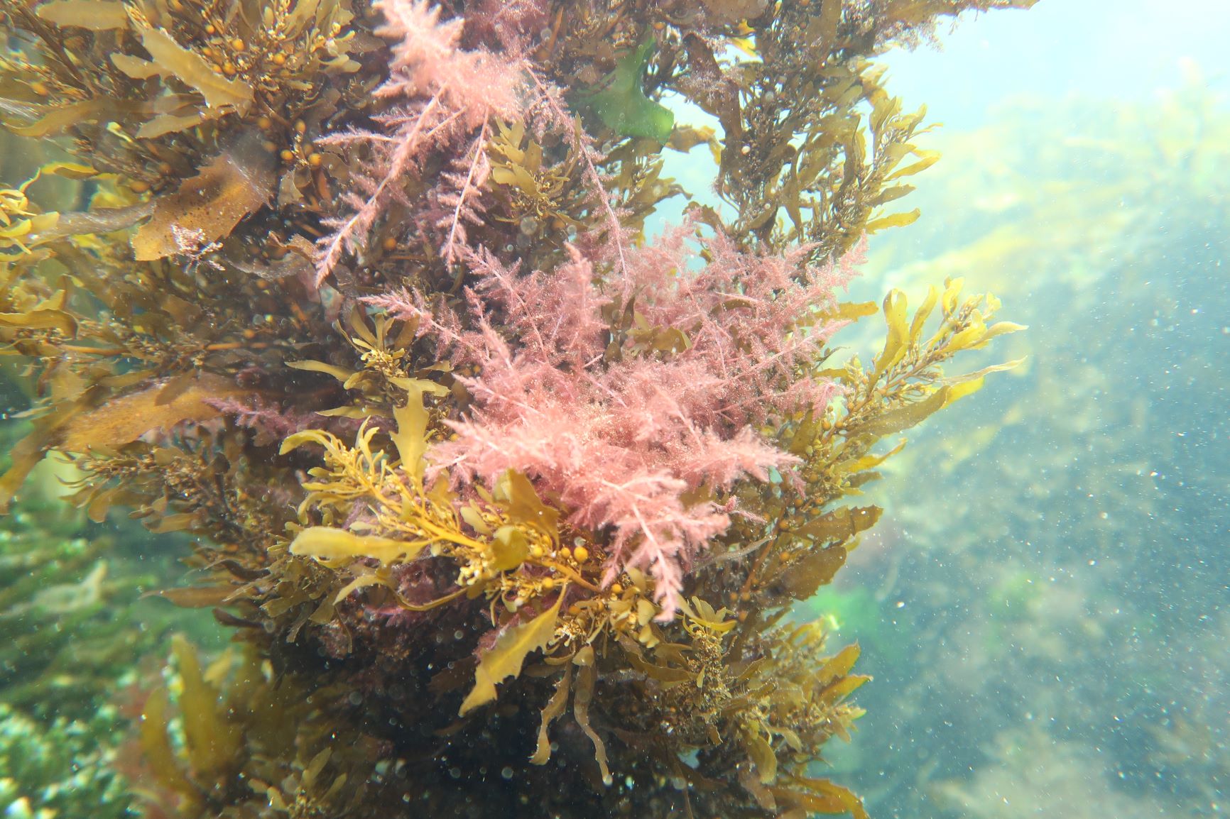 Algae production | Earth Sciences New Zealand | NIWA