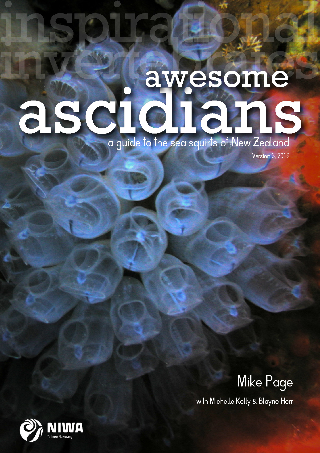 Awesome Ascidians e-guide cover | NIWA