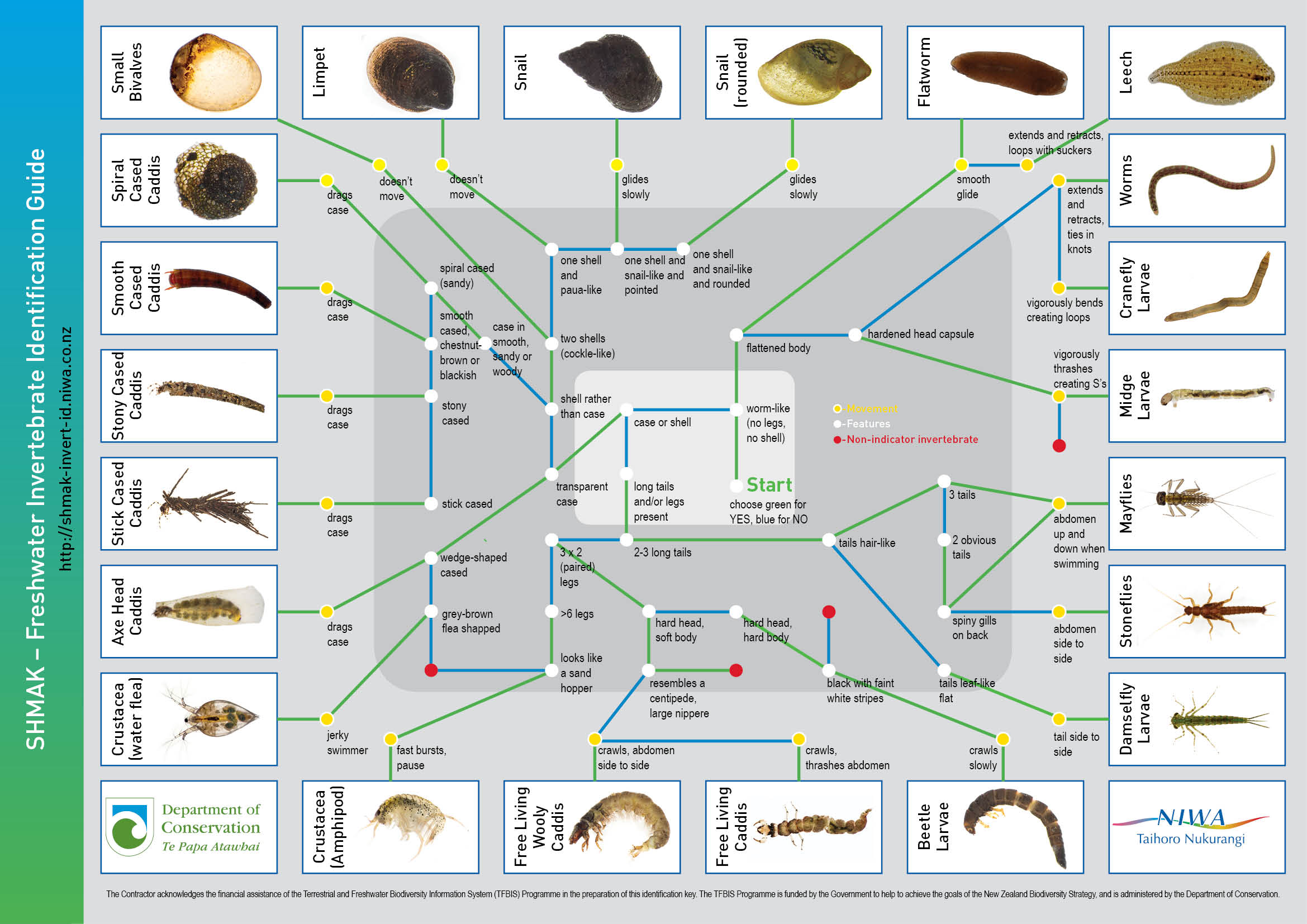 SHMAK identification guide_web | NIWA