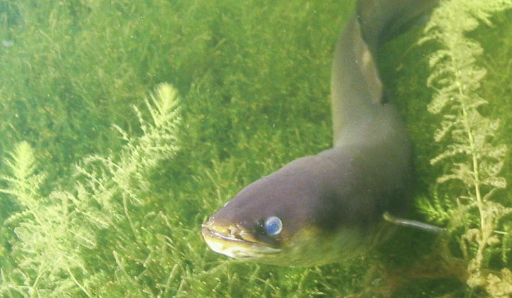 NIWA makes a date with freshwater fish | Earth Sciences New Zealand | NIWA