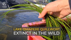 Extinct in the wild the Lake Omapere Quillwort | NIWA