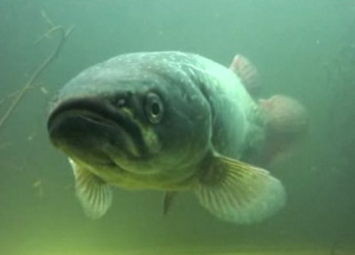 giantkokopu.jpg NIWA