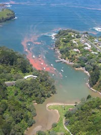 Stunning red tides can be seen clearly in this aerial photo taken near ...