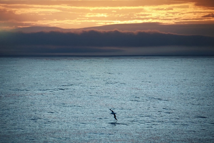 View of calm seas, an albatross flying close to the surface of the water against sunset background