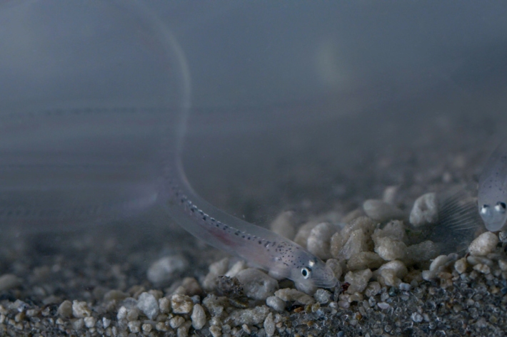 Glass eels