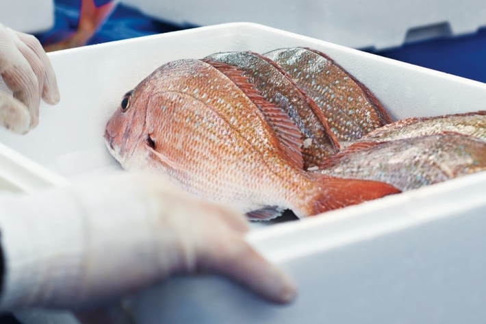 Snapper  on ice in a box
