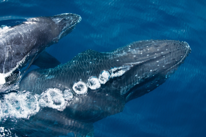 A mother humpback whale and her calf surface for air.