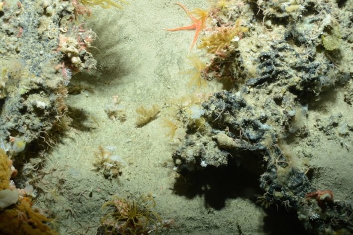 Benthic fauna on the Campbell Plateau