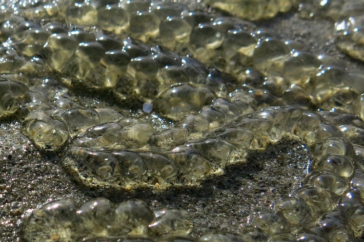 How most people find sea salps: forming lengthy chains of individuals, washed up on beaches