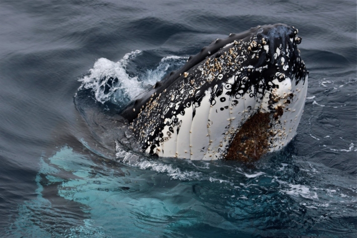 A humpback whale spyhopping out of the water.