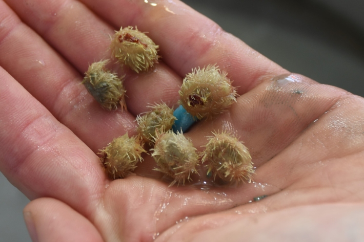 Juvenile sea urchins sampled from part of Kaikōura Canyon.