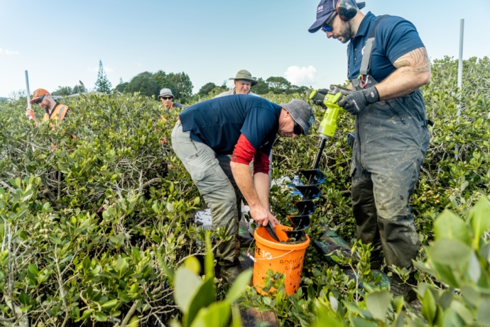 Workshop Technician Mark Smith (L) and Environmental Monitoring Technician Barry Greenfield (R) drill into the mud to install RSET monitoring equipment in the mangrove forest of the Athenree estuary.