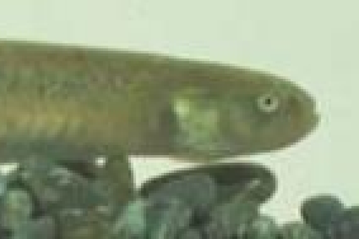 Neochanna burrowsius - Canterbury mudfish