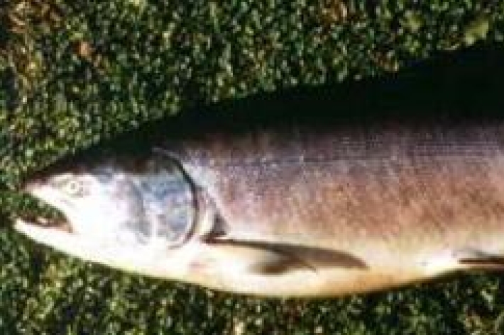 Oncorhynchus tshawytscha - Chinook salmon