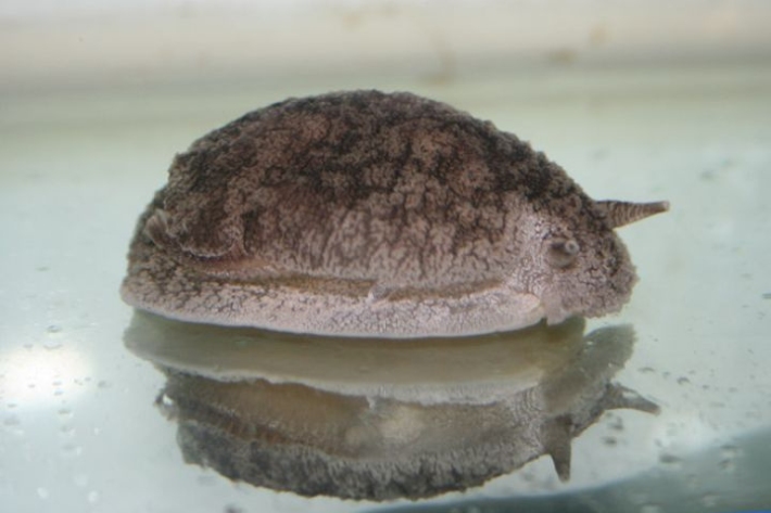  Pleurobranchaea maculate - grey side-gilled sea slug