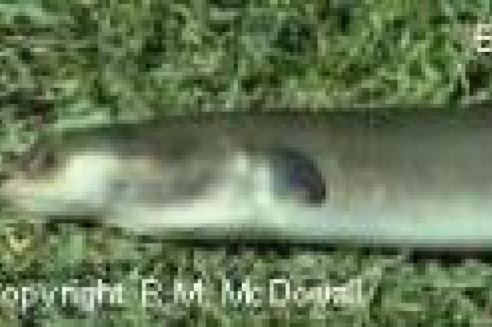 Anguilla australis - Shortfin eel