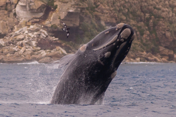 Right whale - Campbell Island