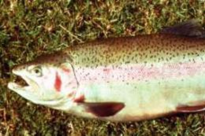Oncorhynchus mykiss - Rainbow trout