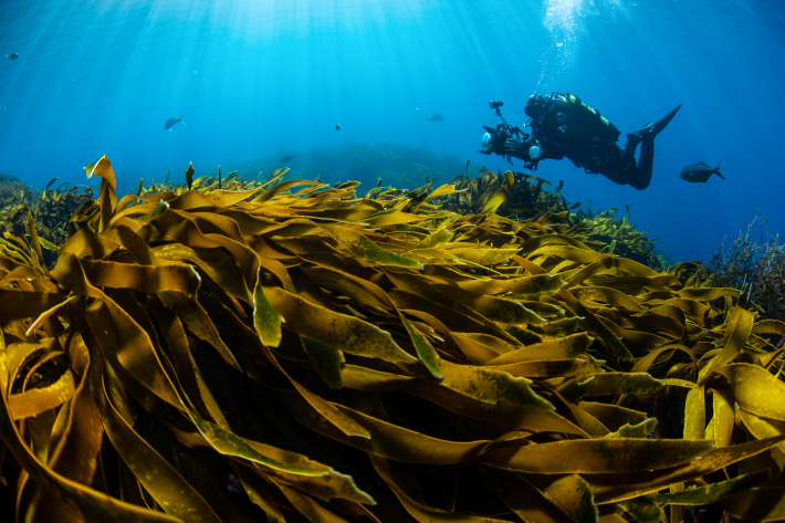 Kelp forest dive