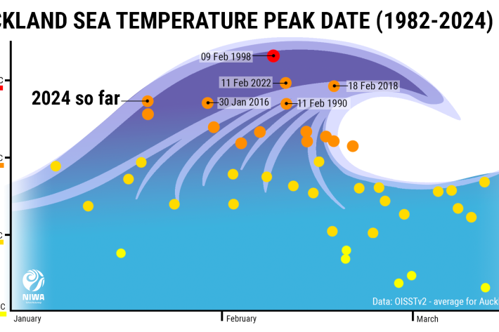 Graph of sea surface temperature peak dates for Auckland between 1982 to 2024
