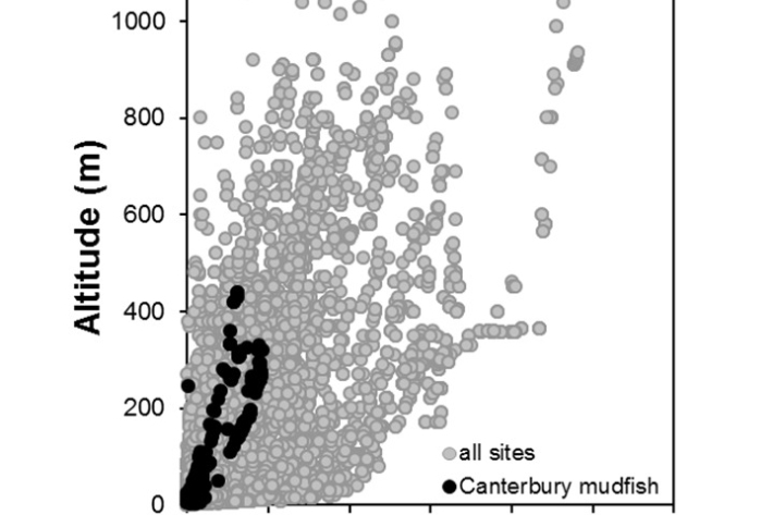 Canterbury_mudfish-Neochanna burrowsius_penetration [2024]