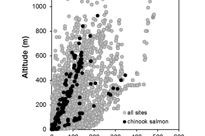 Chinook_salmon-Oncorhynchus tshawytscha_penetration