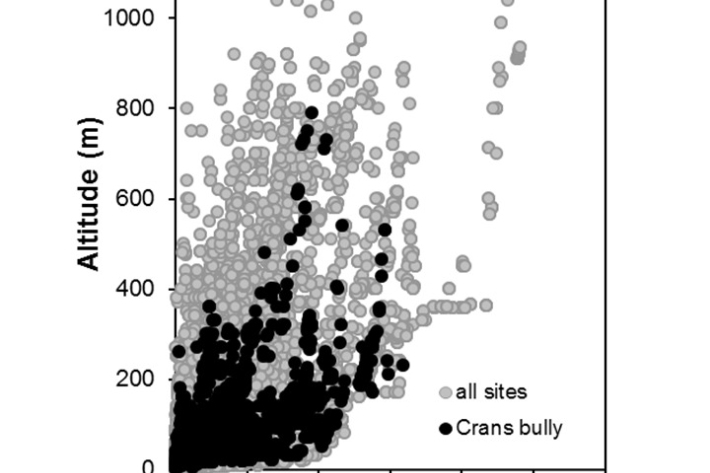 Crans_bully-Gobiomorphus basalis_penetration