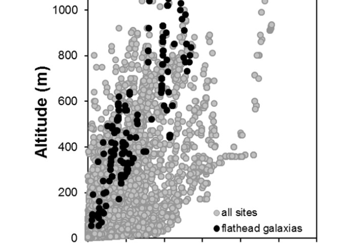 Flathead_Galaxias depressiceps_penetration