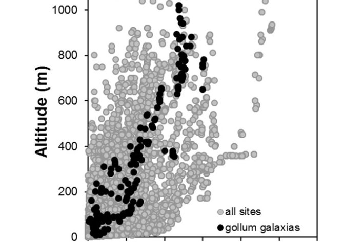 Gollum_galaxias-Galaxias gollumoides_penetration