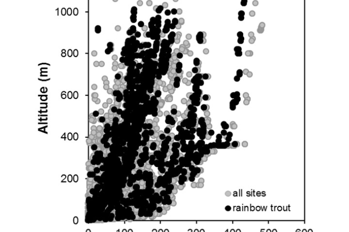 Rainbow_trout-Oncorhynchus mykiss_penetration