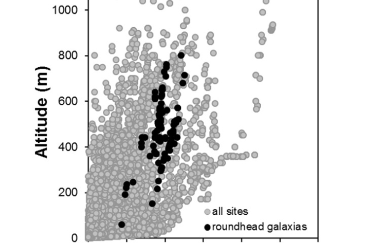 Roundhead_galaxias-Galaxias anomalus_penetration