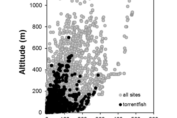 Torrentfish-Cheimarrichthys fosteri_penetration