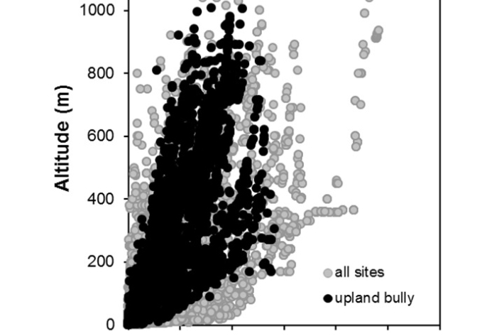 Upland-bully-Gobiomorphus breviceps_penetration