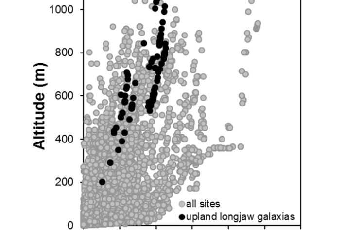 Upland_longjaw-Galaxias prognathus_penetration