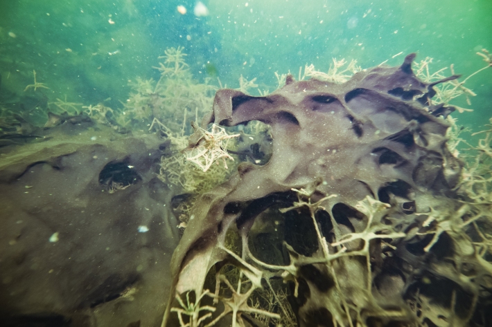 Cyanobacteria as a mat Lake Ototoa