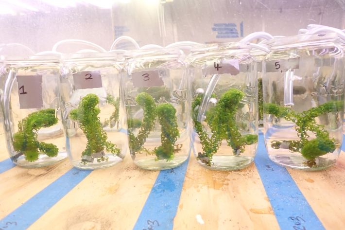 Five glass jars numbered 1 to 5 from left to right, with samples of invasive weed, Lagarosiphon, arranged in a row.