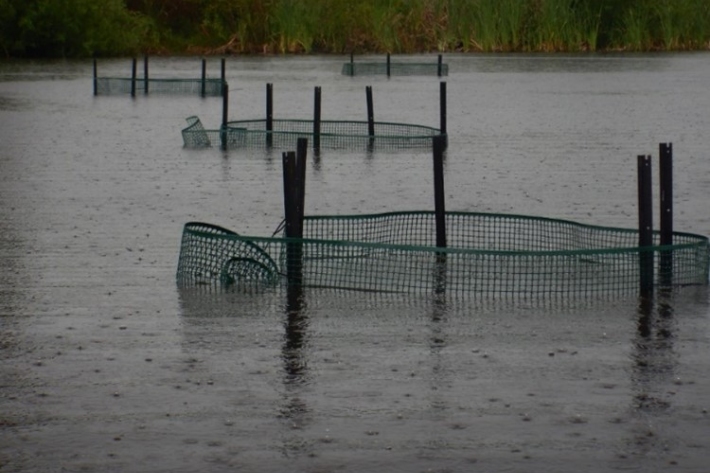 Four circular net cages held up by poles placed in Lake Ohinewai