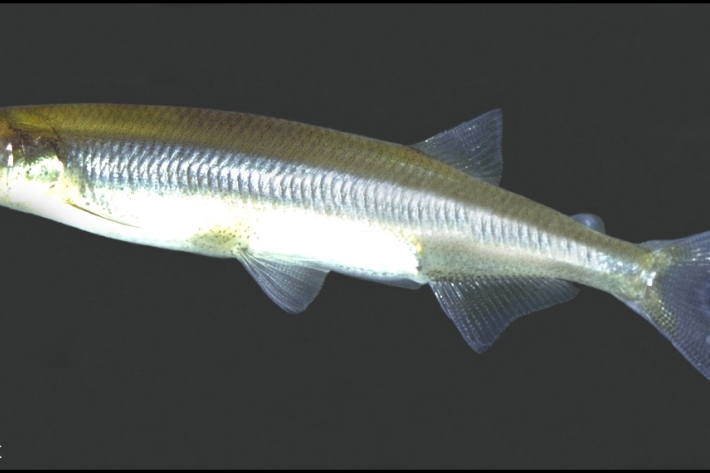 Common smelt-silvery