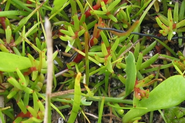 Myriophyllum pedunculatum