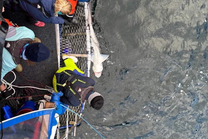 Tagging sharks in Fiordland 1