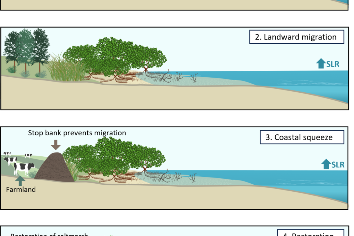 coastal_squeeze_graphic