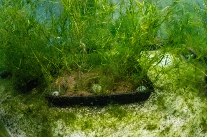 2024_06_ROTO TURF_mackay_LOW_GOPR3038.jpg