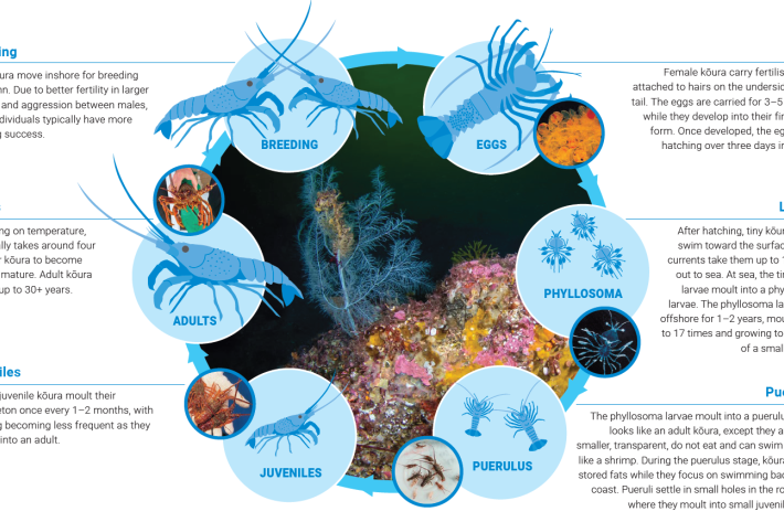 Life_cycle_Koura_description